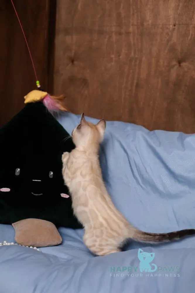 Kaya Bengal female seal lynx pointed live animals