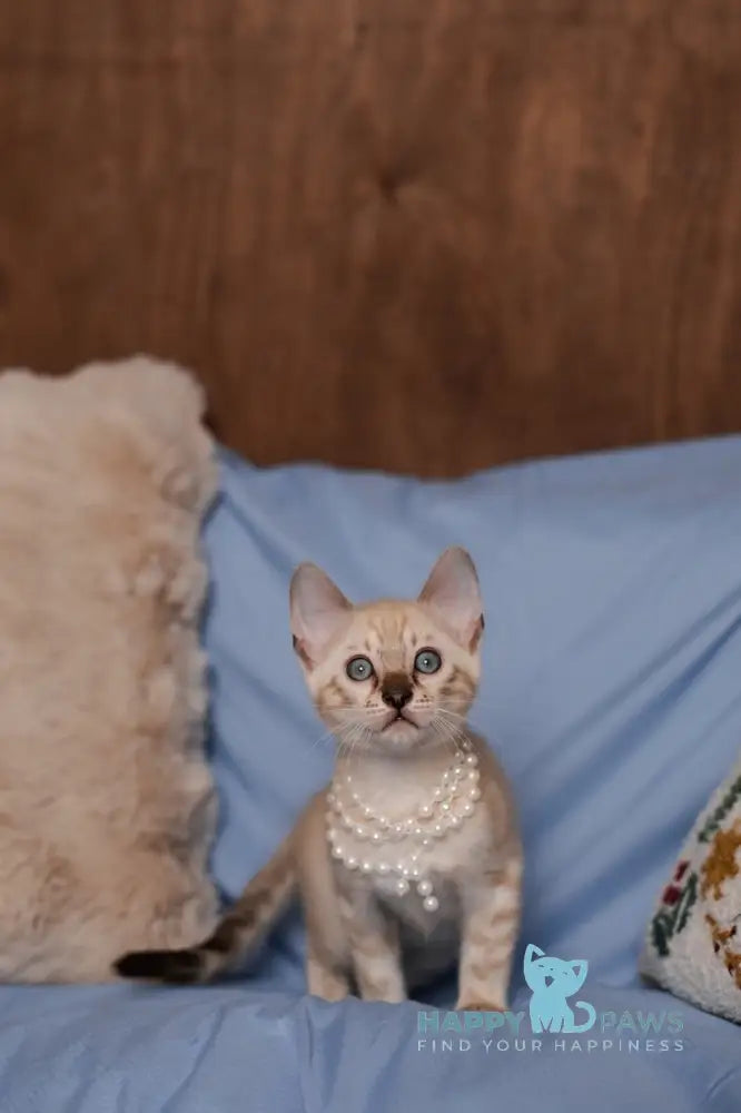 Kaya Bengal female seal lynx pointed live animals