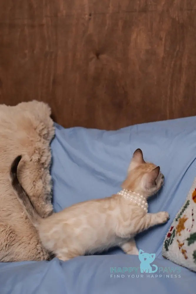 Kaya Bengal female seal lynx pointed live animals