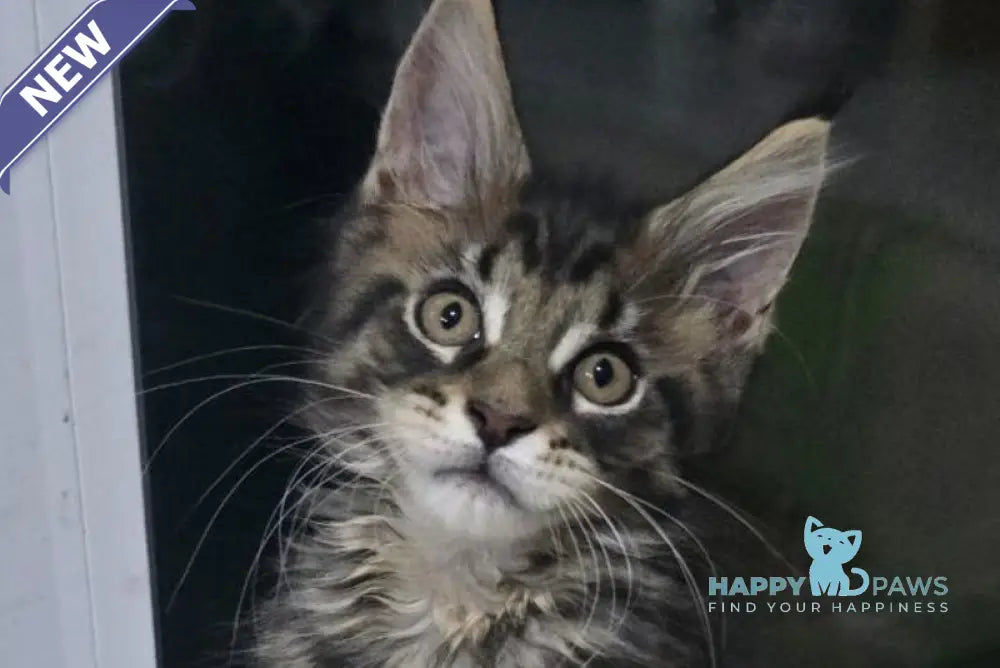 Kaya Maine Coon female black tabby live animals