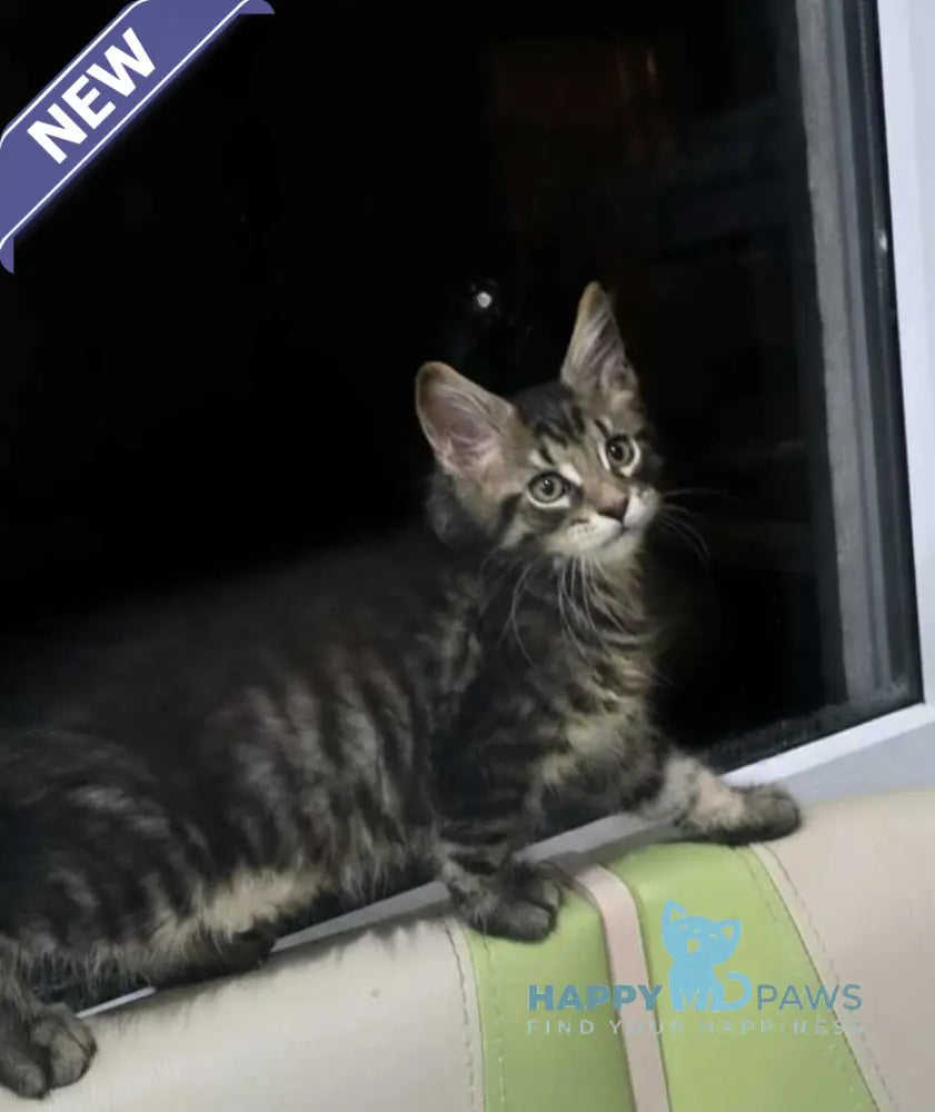 Kaya Maine Coon female black tabby live animals