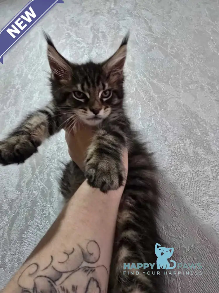 Kaya Maine Coon female black tabby live animals