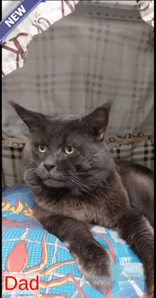 Kaya Maine Coon female black tabby live animals