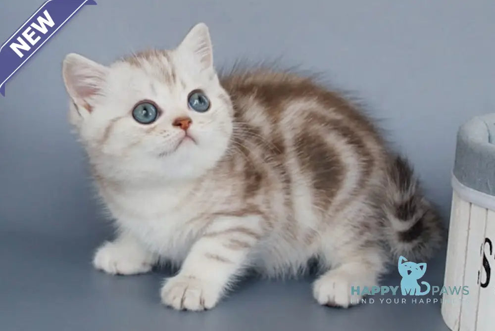 Kayla British Shorthair female chocolate silver tabby live animals