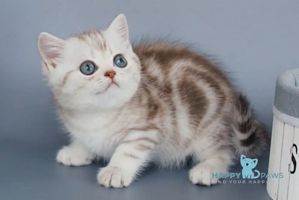 Kayla British Shorthair female chocolate silver tabby live animals