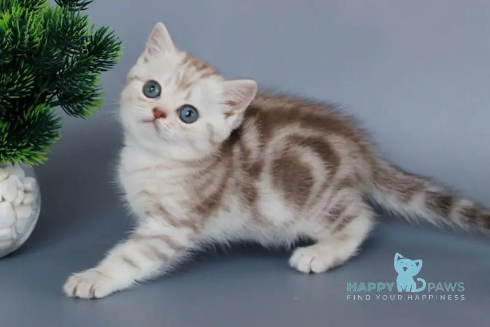 Kayla British Shorthair female chocolate silver tabby live animals