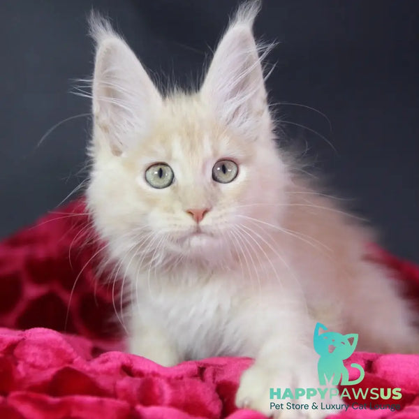 Kayla Maine Coon female cream silver - live animals