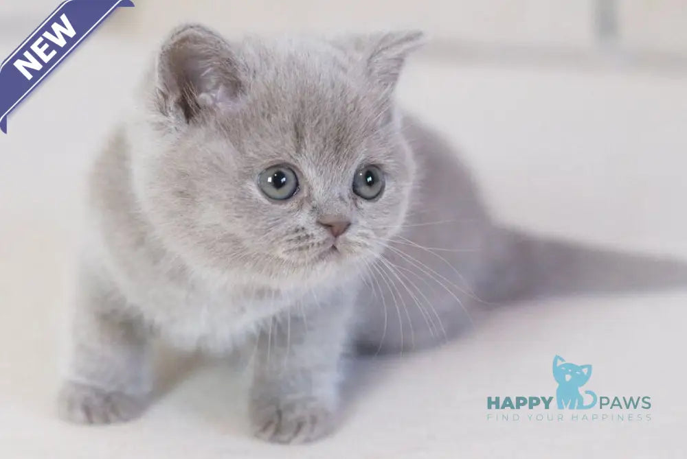 Kaylee British Shorthair female lilac live animals