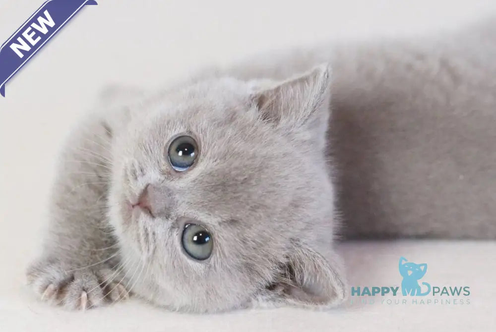 Kaylee British Shorthair female lilac live animals