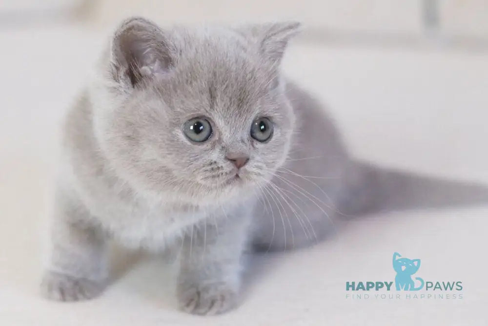 Kaylee British Shorthair female lilac live animals