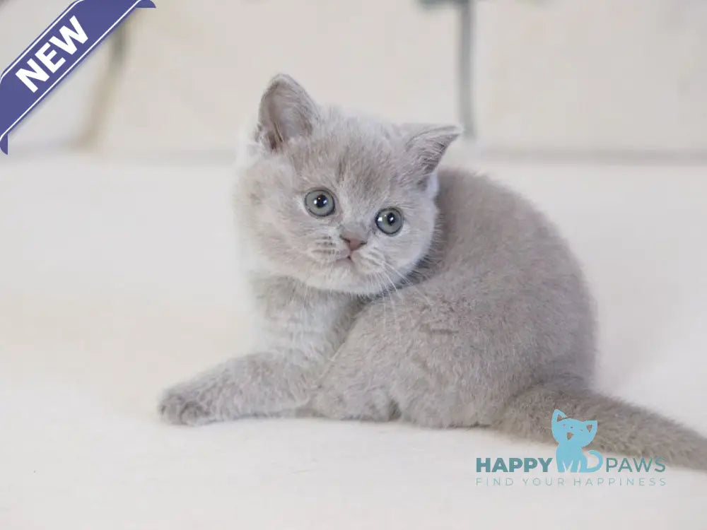 Kaylee British Shorthair female lilac live animals