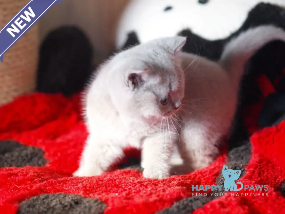 Kaylee British Shorthair female lilac live animals
