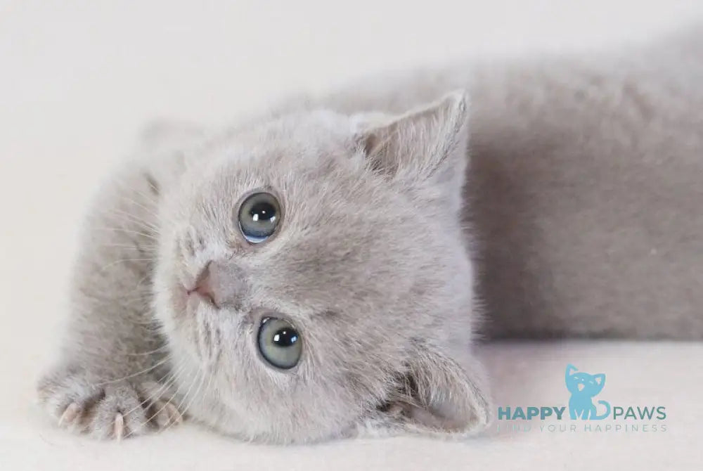 Kaylee British Shorthair female lilac live animals