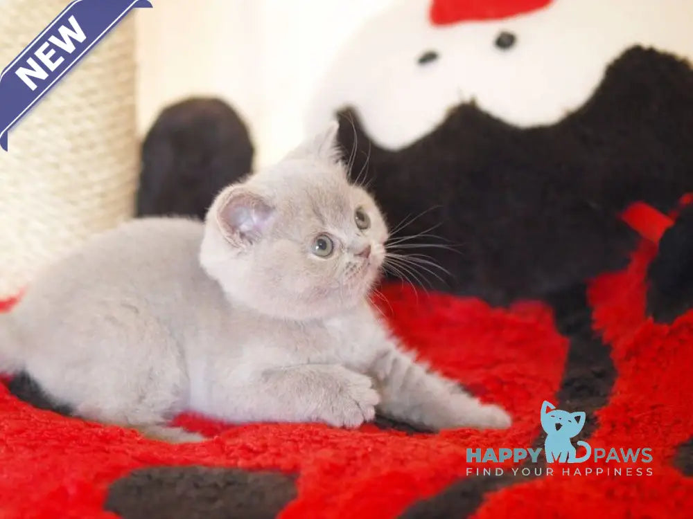 Kaylee British Shorthair female lilac live animals