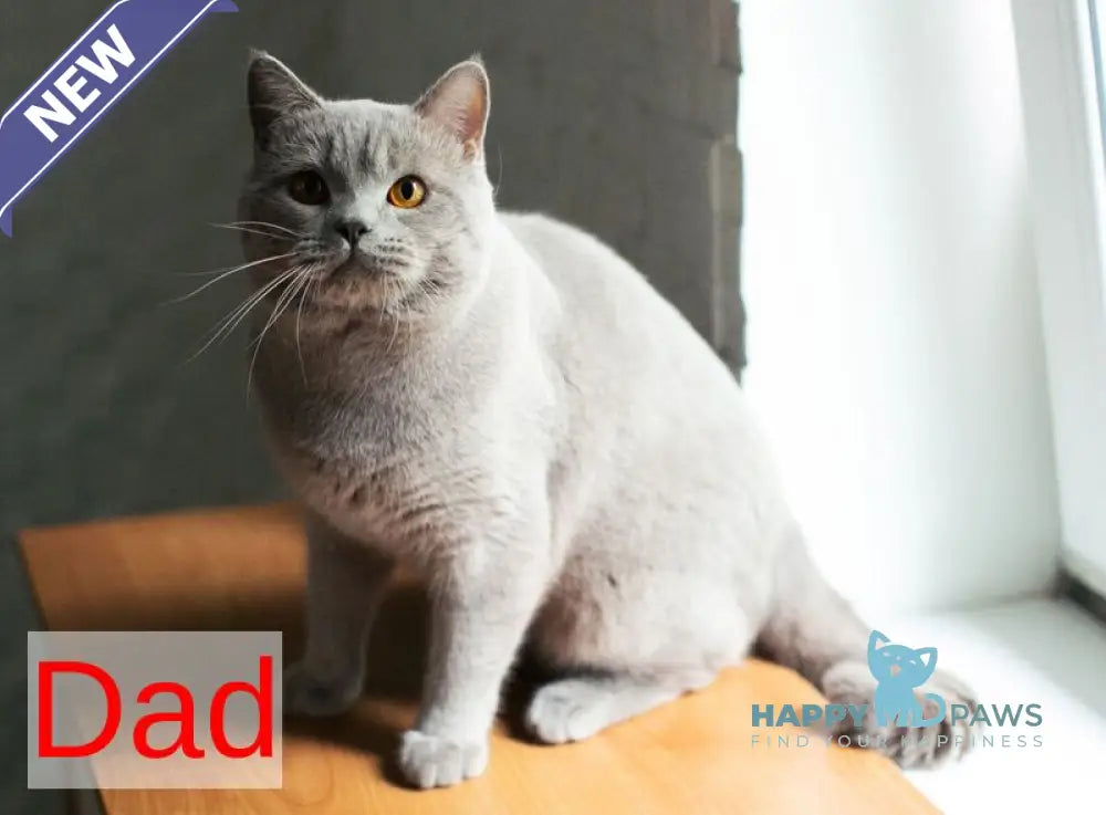 Kaylee British Shorthair female lilac live animals