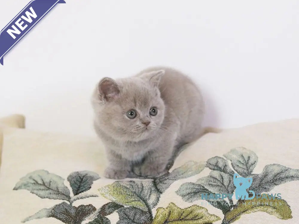 Kaylee British Shorthair female lilac live animals