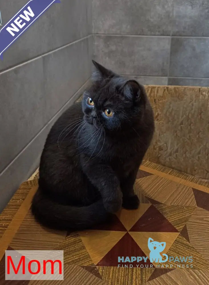 Kaylee British Shorthair female lilac live animals