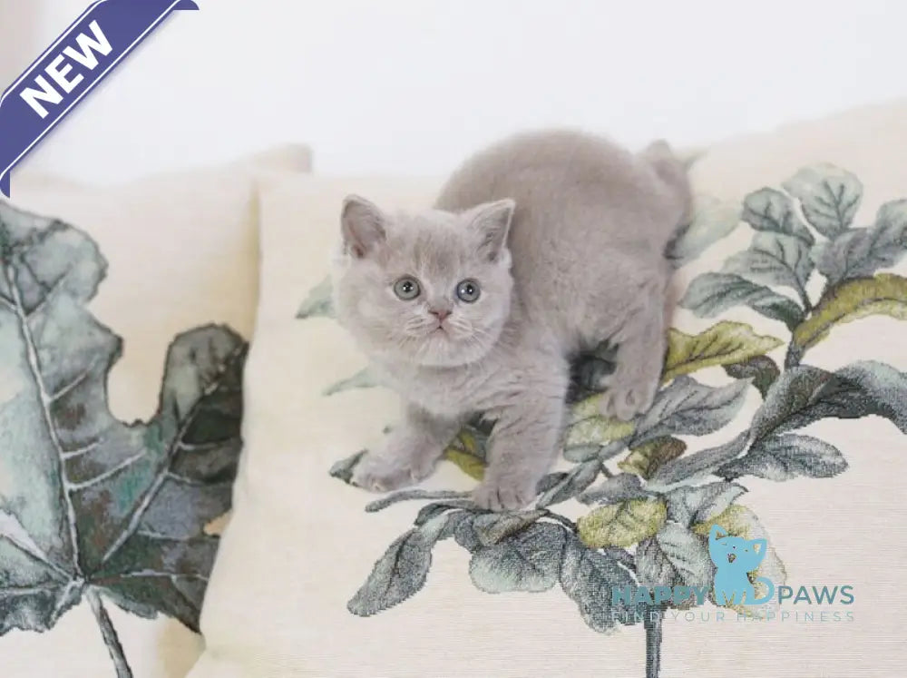Kaylee British Shorthair female lilac live animals