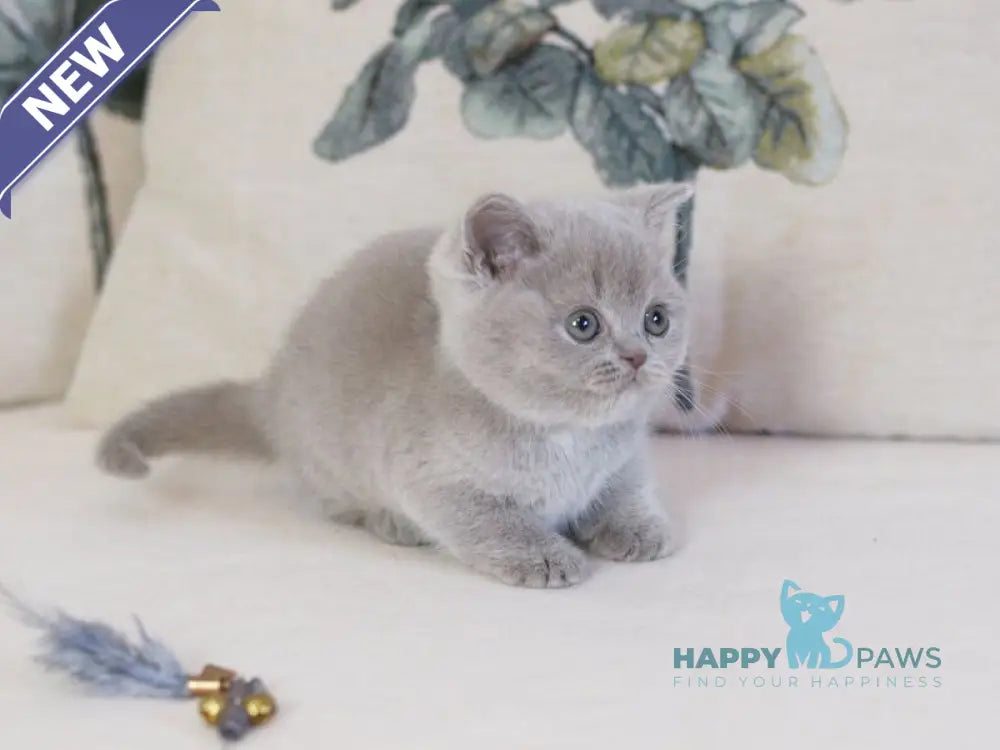Kaylee British Shorthair female lilac live animals