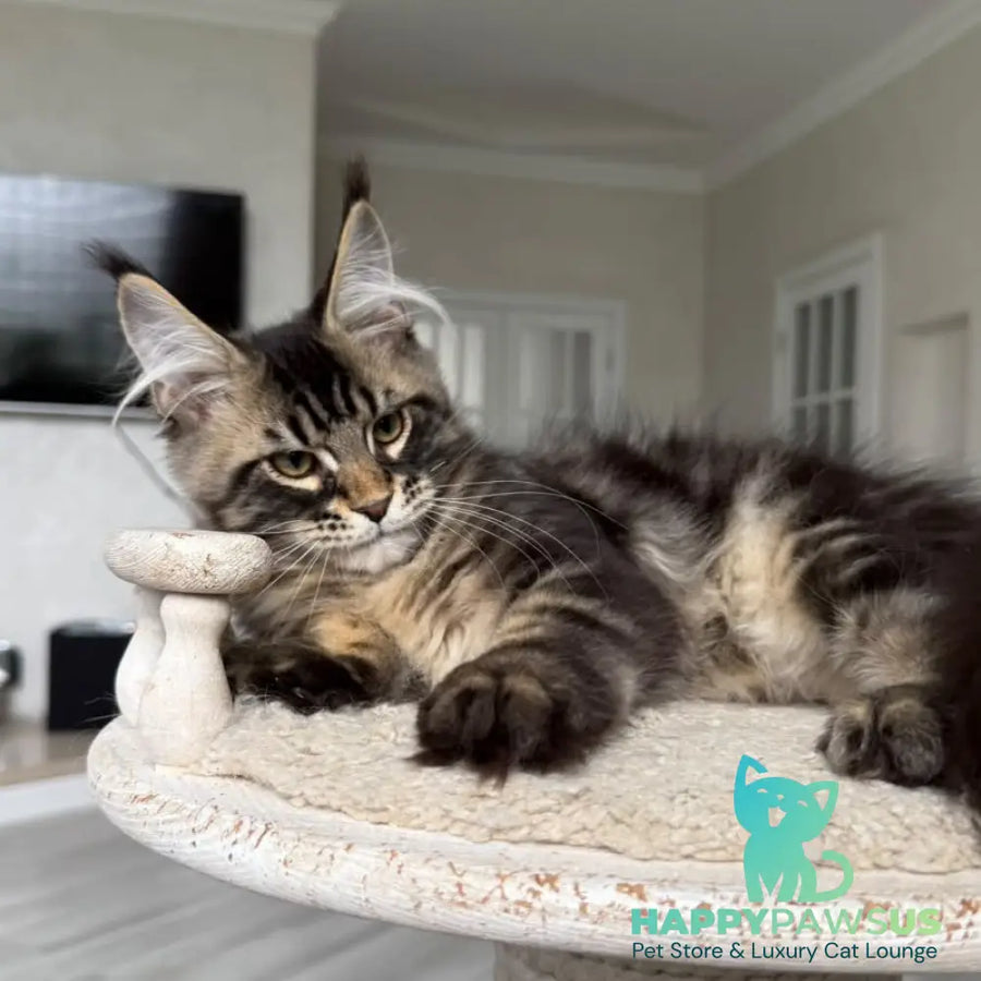 Kazanova Maine Coon male black tabby - live animals