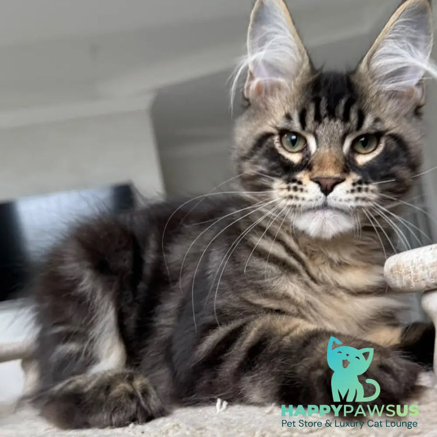 Kazanova Maine Coon male black tabby - live animals