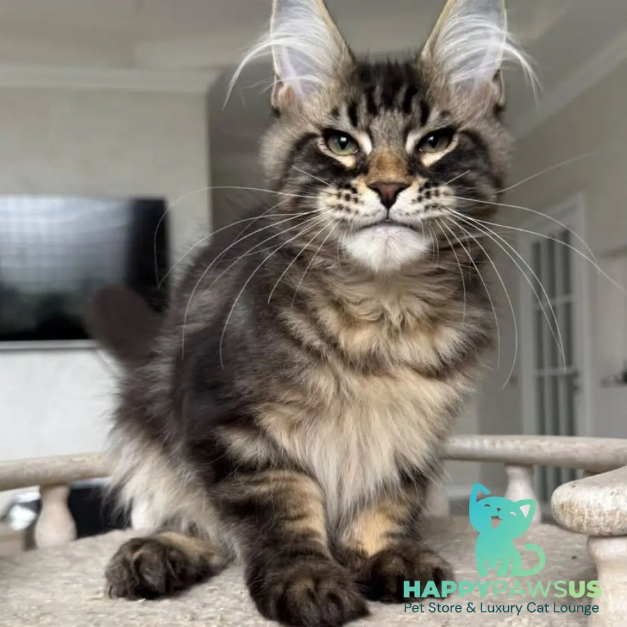 Kazanova Maine Coon male black tabby - live animals