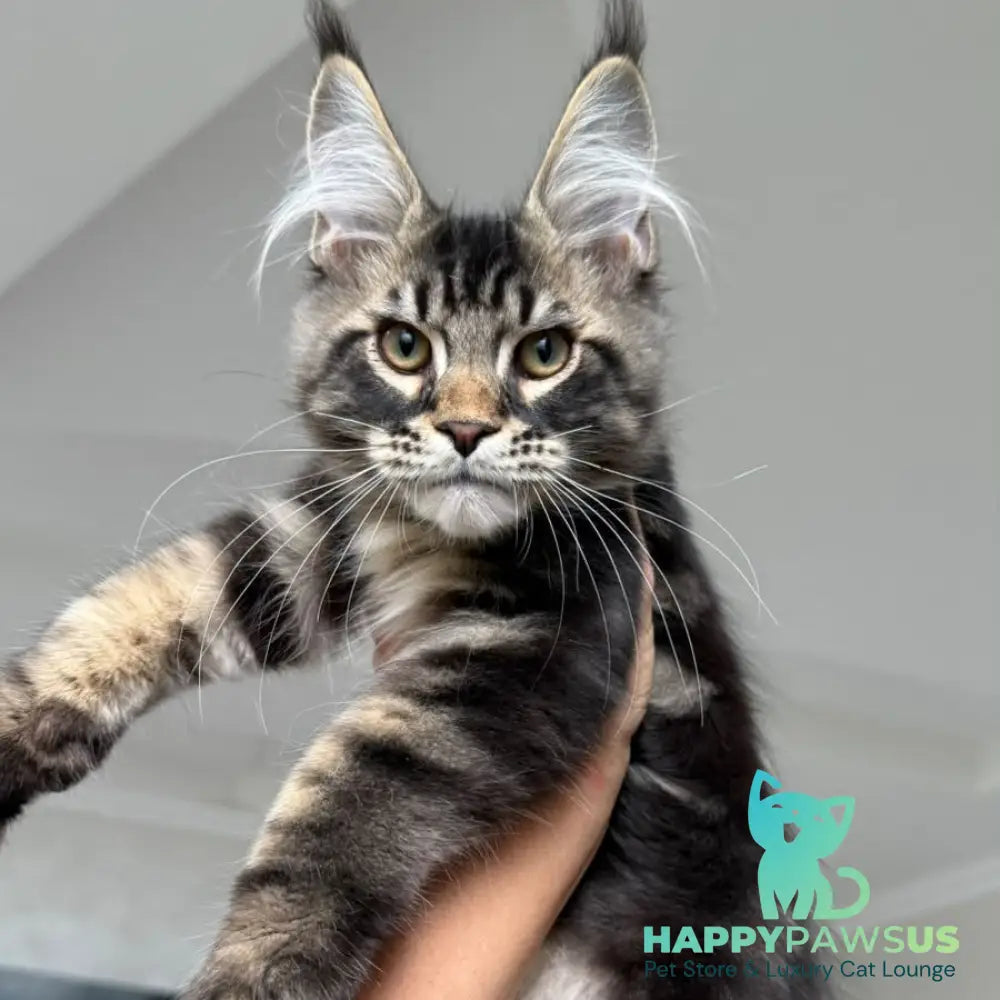 Kazanova Maine Coon male black tabby - live animals