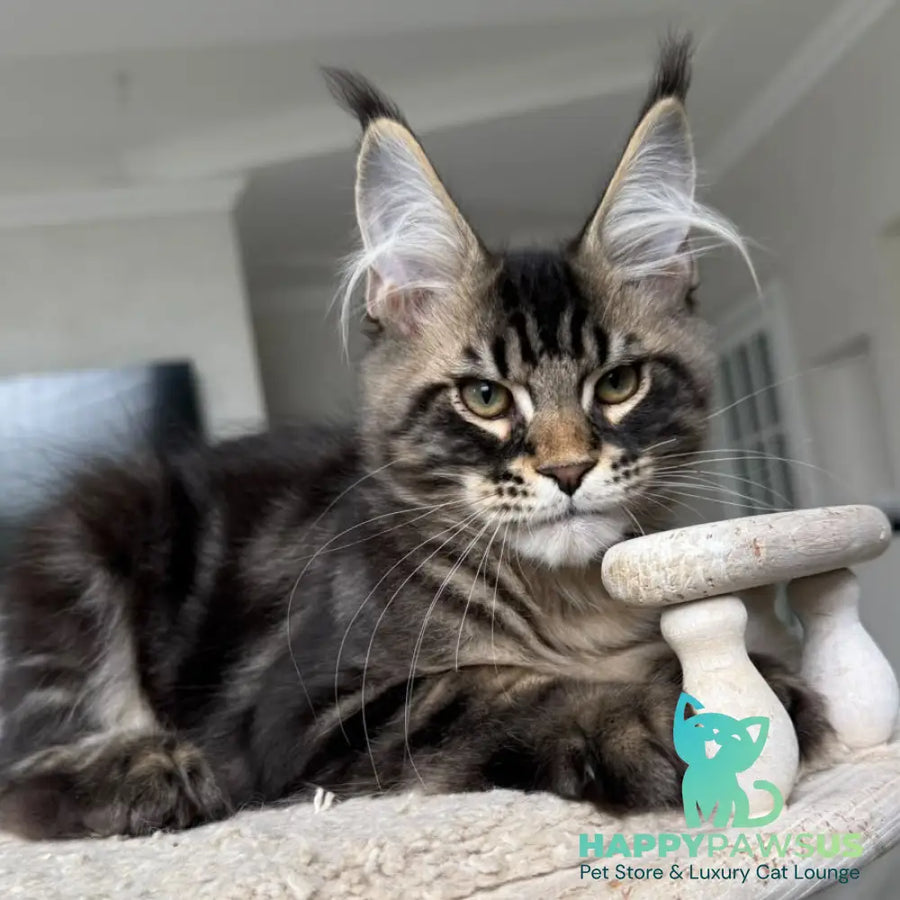 Kazanova Maine Coon male black tabby - live animals