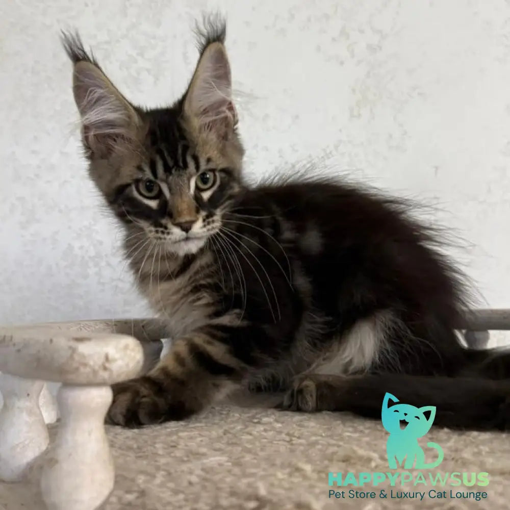 Kazanova Maine Coon male black tabby - live animals