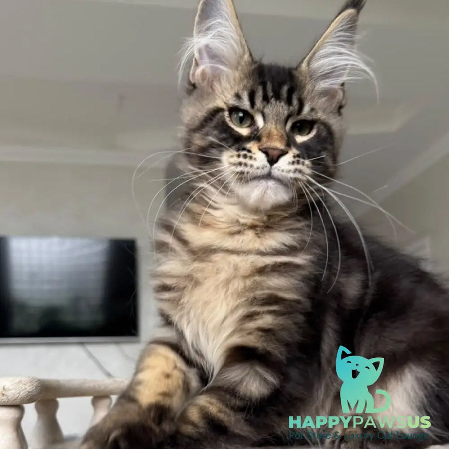 Kazanova Maine Coon male black tabby - live animals
