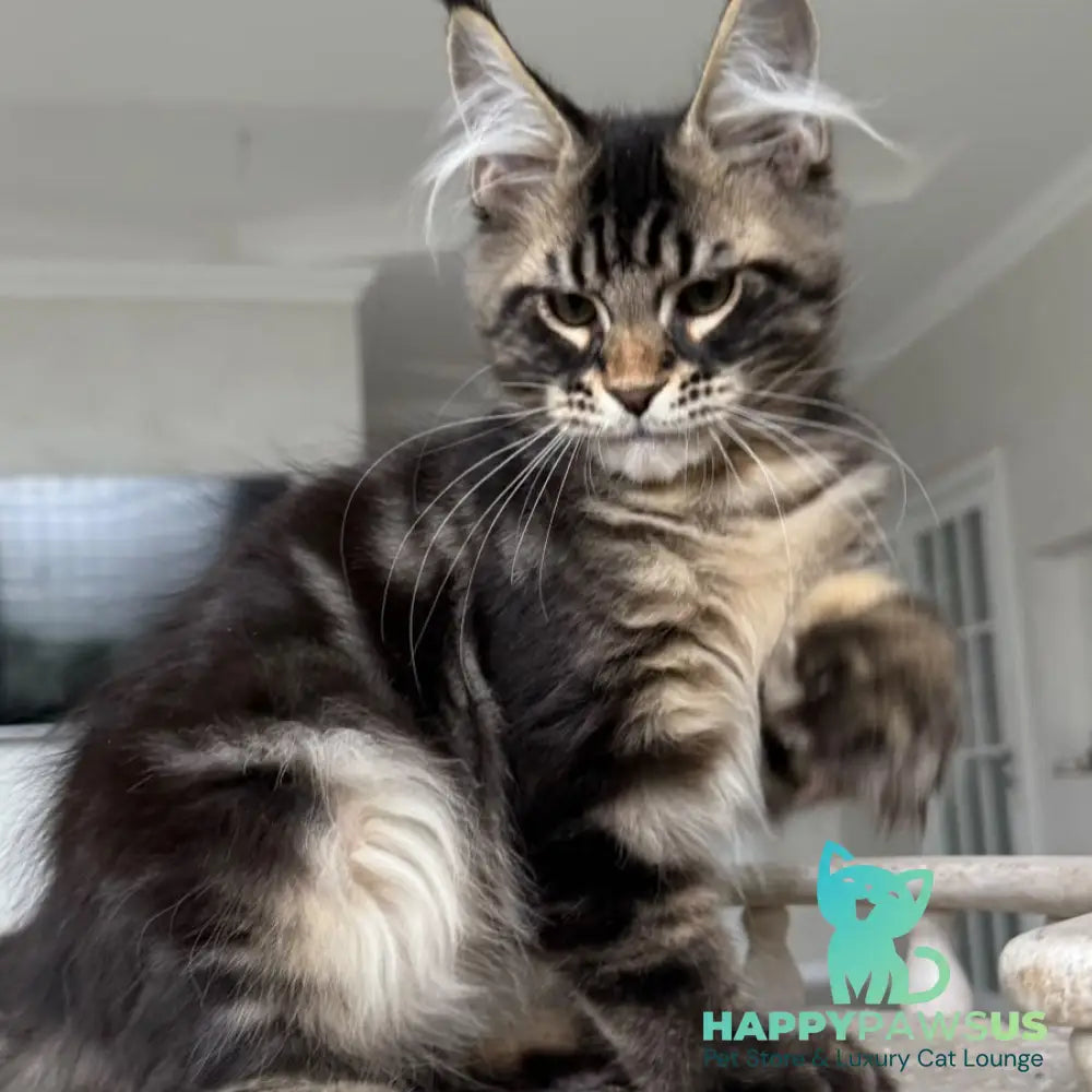 Kazanova Maine Coon male black tabby - live animals