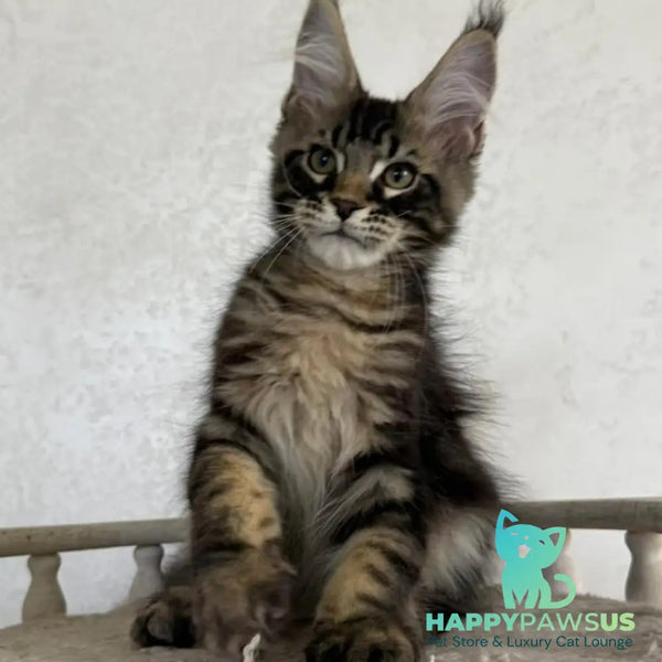Kazanova Maine Coon male black tabby - live animals