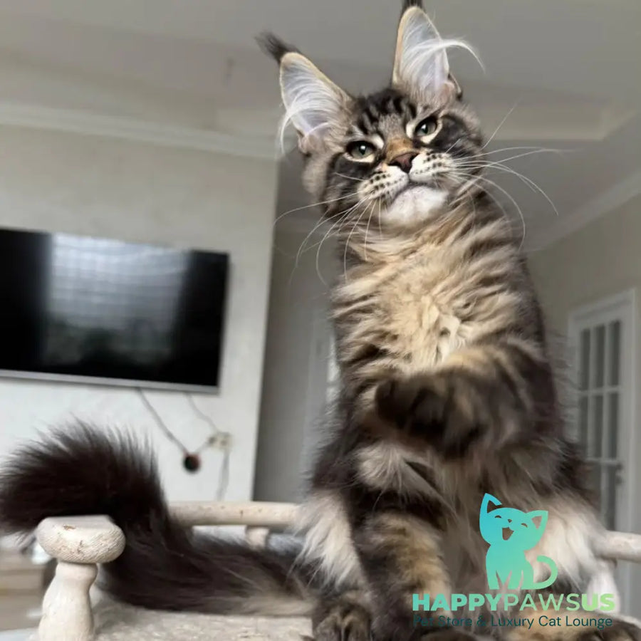 Kazanova Maine Coon male black tabby - live animals