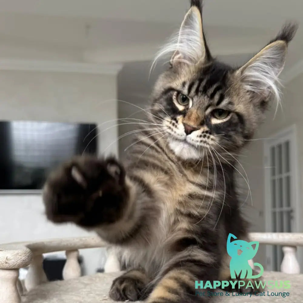 Kazanova Maine Coon male black tabby - live animals