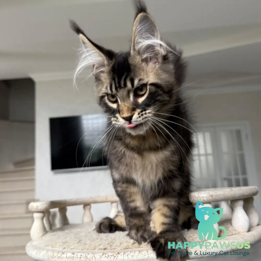 Kazanova Maine Coon male black tabby - live animals
