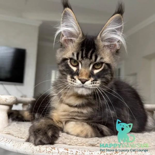 Kazanova Maine Coon male black tabby - live animals
