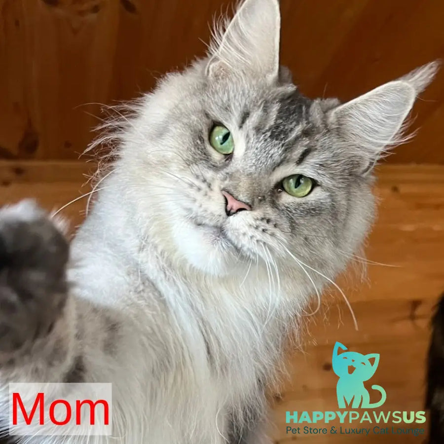 Kazanova Maine Coon male black tabby - live animals