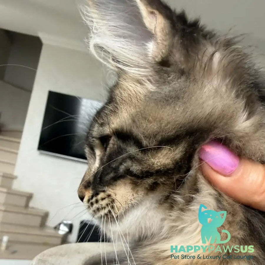 Kazanova Maine Coon male black tabby - live animals