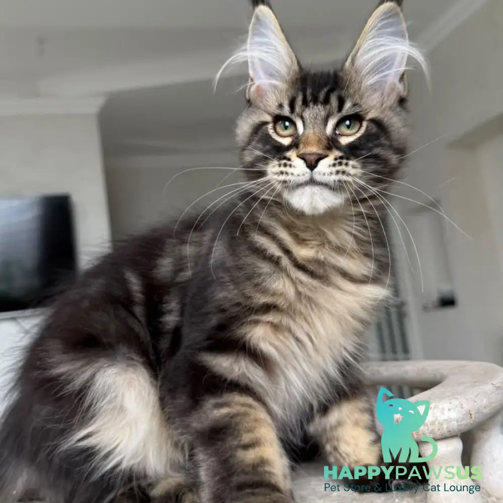 Kazanova Maine Coon male black tabby - live animals