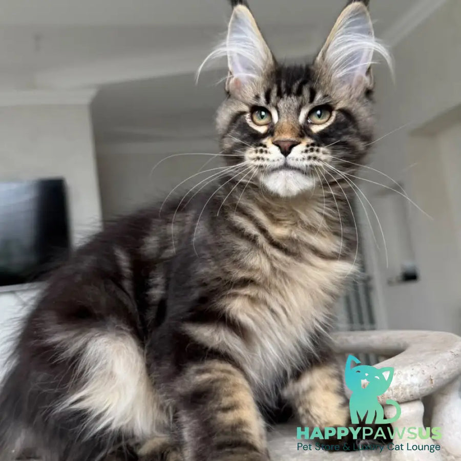 Kazanova Maine Coon male black tabby - live animals