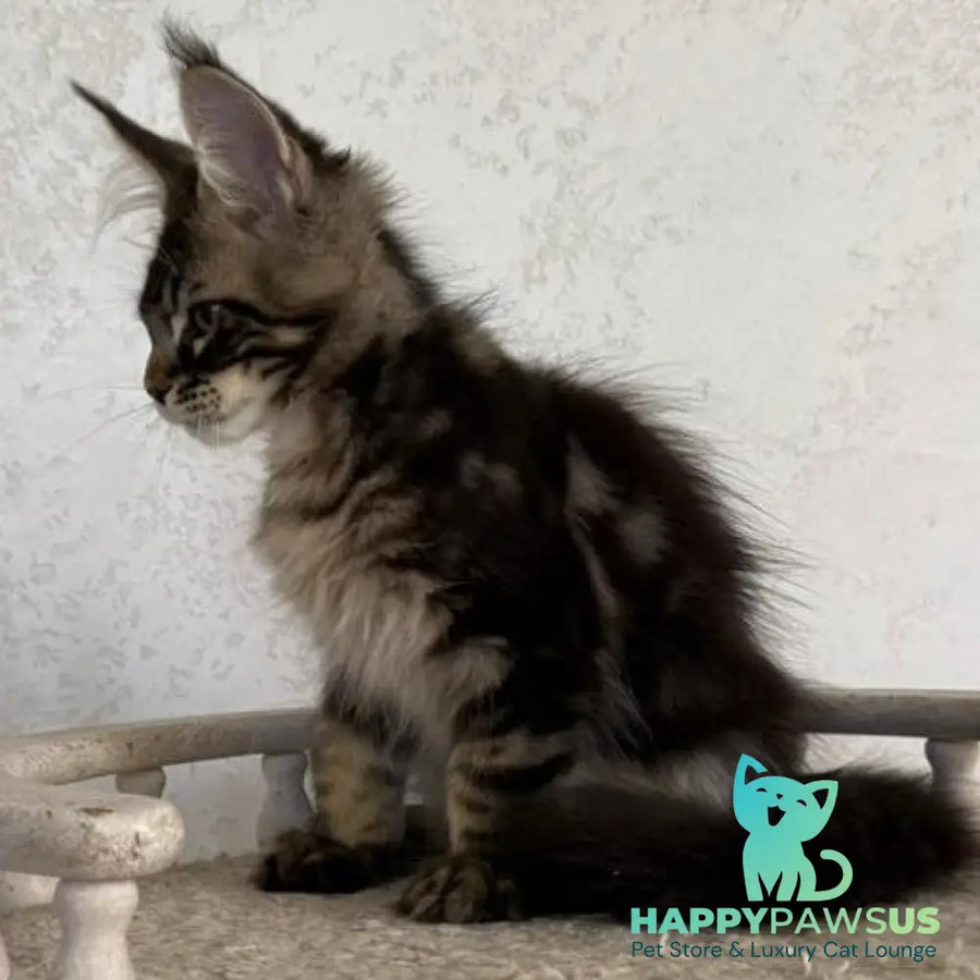 Kazanova Maine Coon male black tabby - live animals