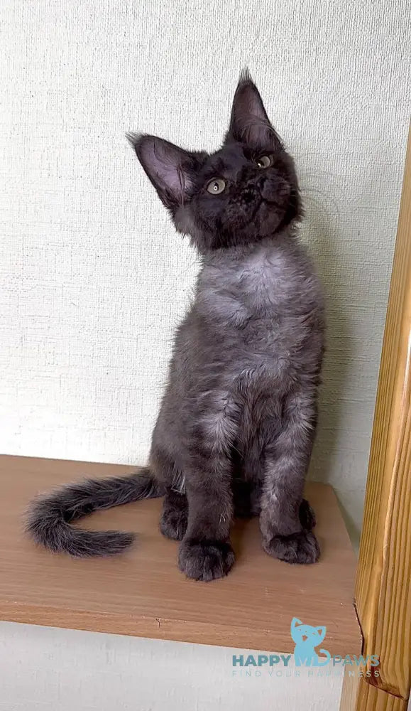 Kazimir Maine Coon male black silver with white live animals