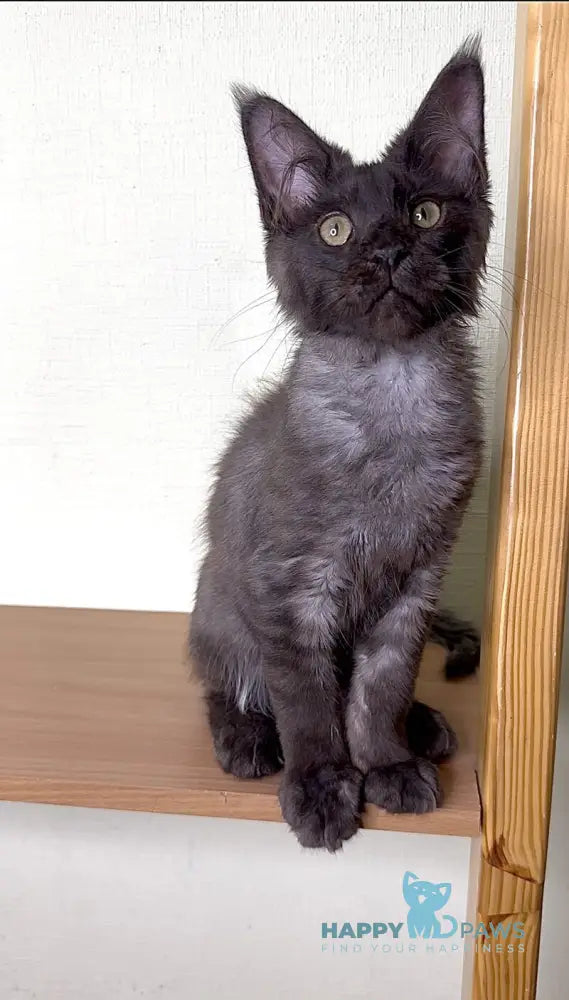 Kazimir Maine Coon male black silver with white live animals