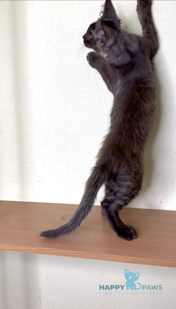 Kazimir Maine Coon male black silver with white live animals