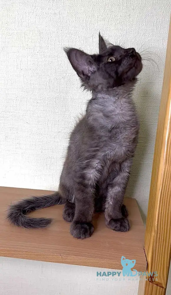 Kazimir Maine Coon male black silver with white live animals