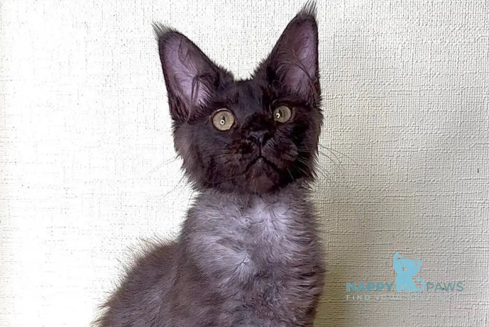 Kazimir Maine Coon male black silver with white live animals