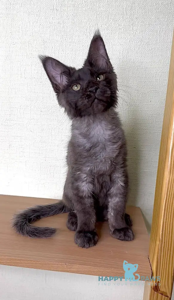 Kazimir Maine Coon male black silver with white live animals