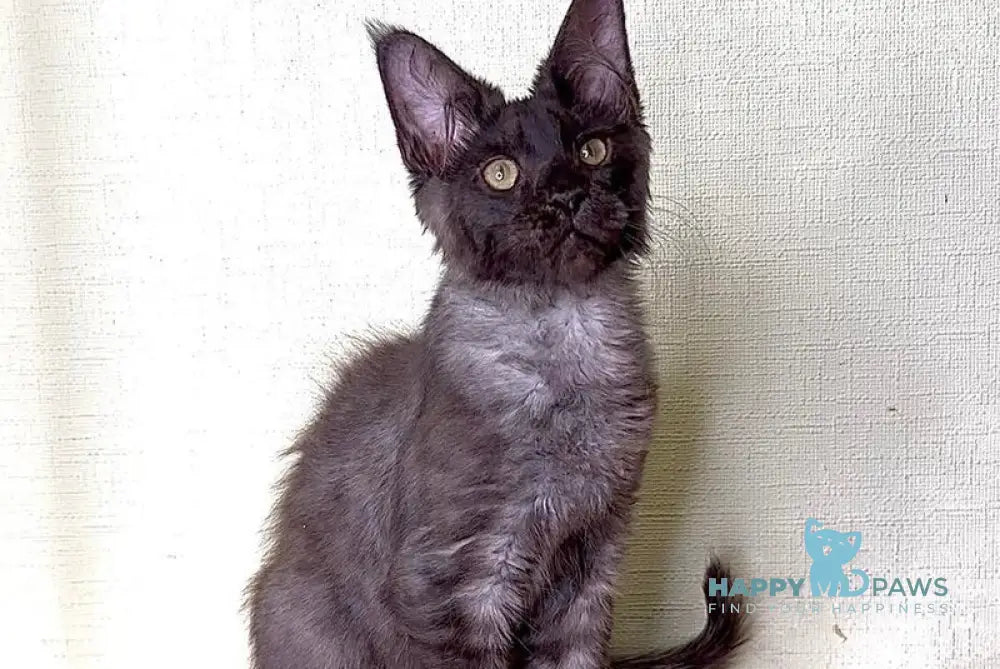 Kazimir Maine Coon male black silver with white live animals