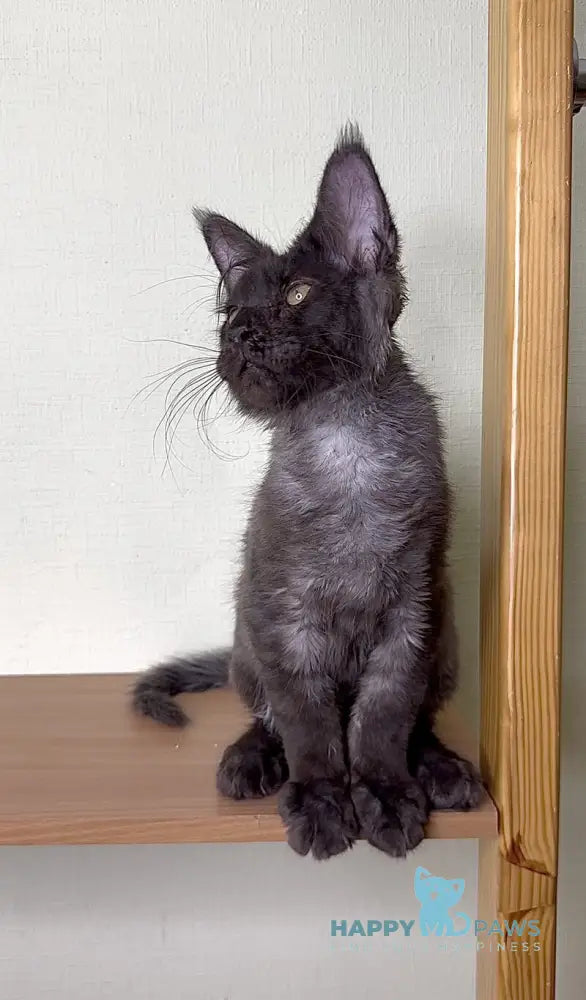 Kazimir Maine Coon male black silver with white live animals