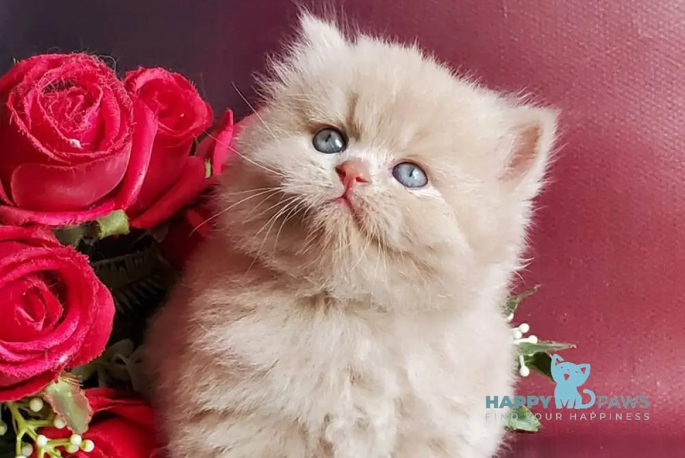 Keks British Longhair male fawn live animals